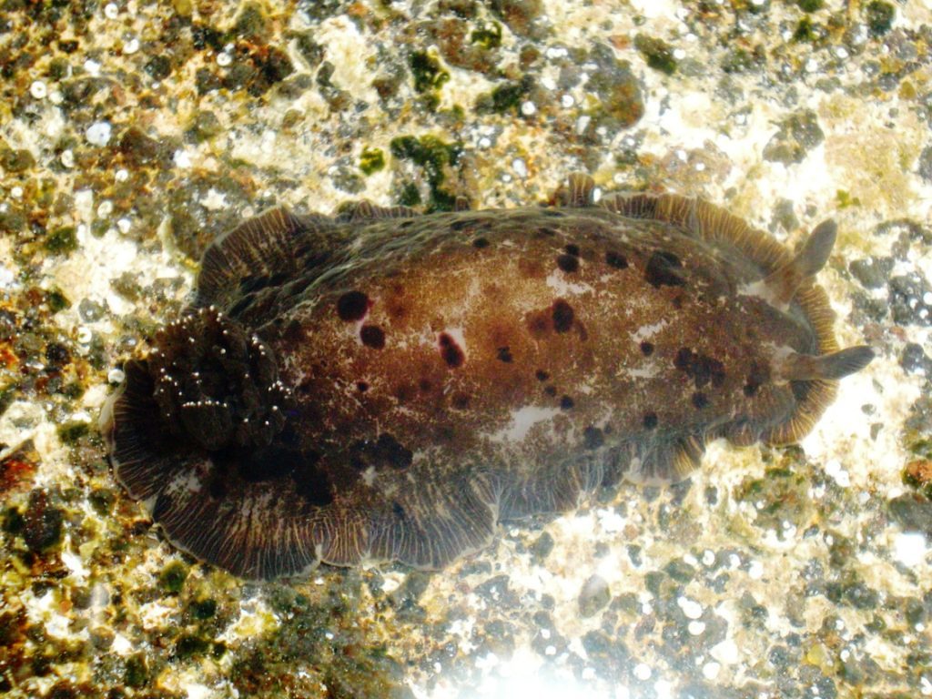 Dendrodoris grandiflora